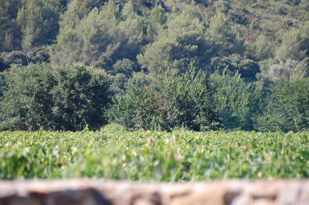Chateau De La Clapiere Hyères Esterno foto